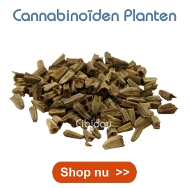 Cannabinoiden Planten Kweken Cannabinoiden Planten Kweken