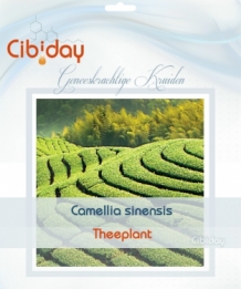 Theeplant - Camellia sinensis zaden